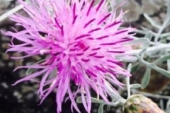 Centaurea cineraria flower