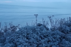 Jacobaea maritima on coastal cliff