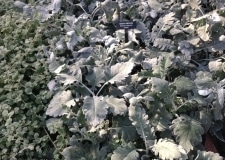 Senecio cineraria 'Cirrus'