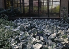 Senecio cineraria Cirrus