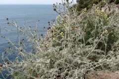 Centaurea.cineraria-Anacapri