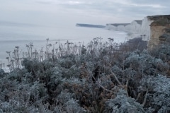 Jacobaea maritima on the cliffs of the Seven Sisters