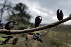 Cercidiphyllum japonicum seed pods