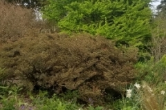 Cercidiphyllum japonicum form (3)