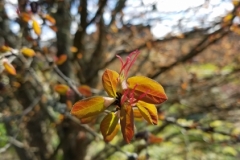 Cercidiphyllum japonicum spring growth