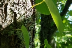 Katsura dimorphic foliage