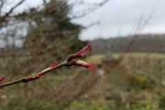 Cercidiphyllum japonicum flower forming