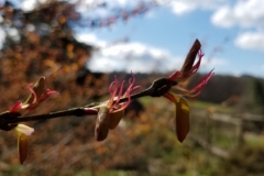 Cercidiphyllum japonicum flowers