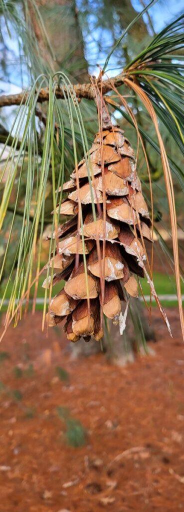 Himalayan pine cone