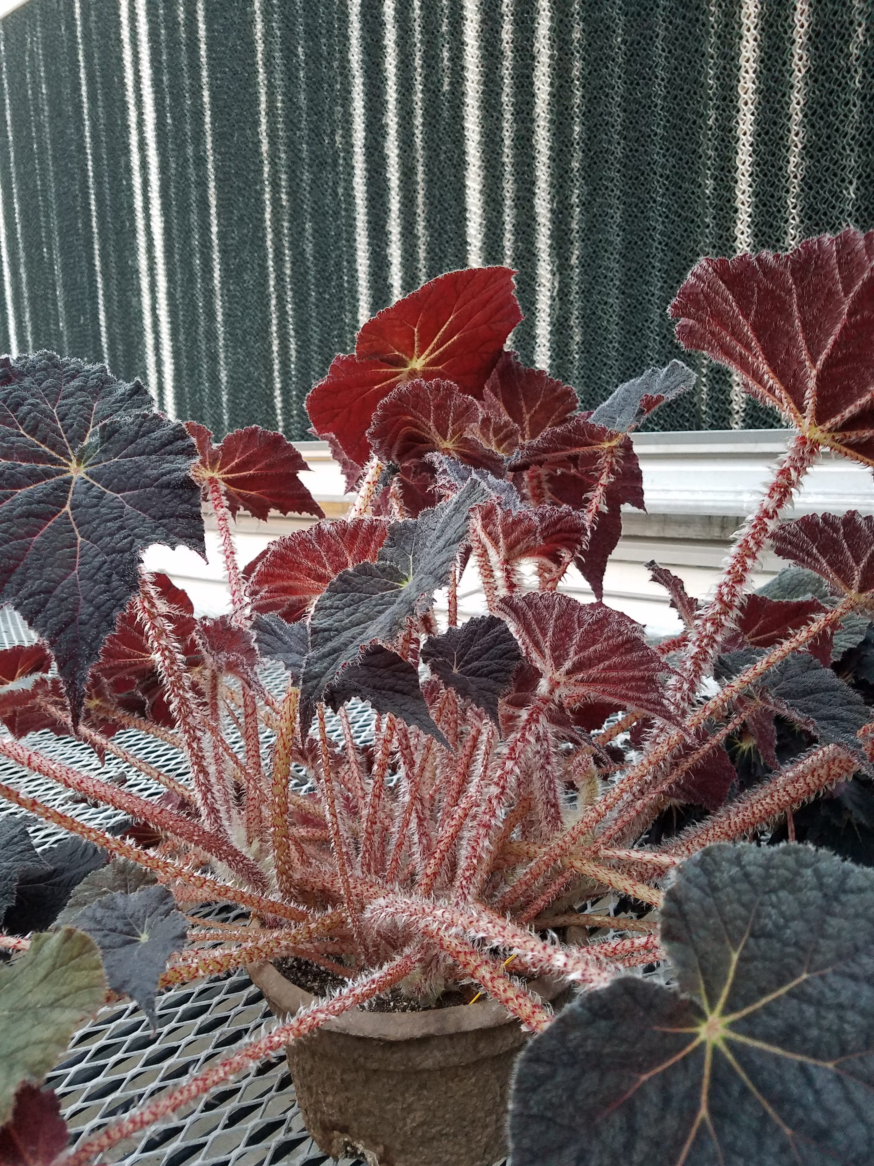 Begonia ‘Frost’s Dorothy Behrends’ full plant