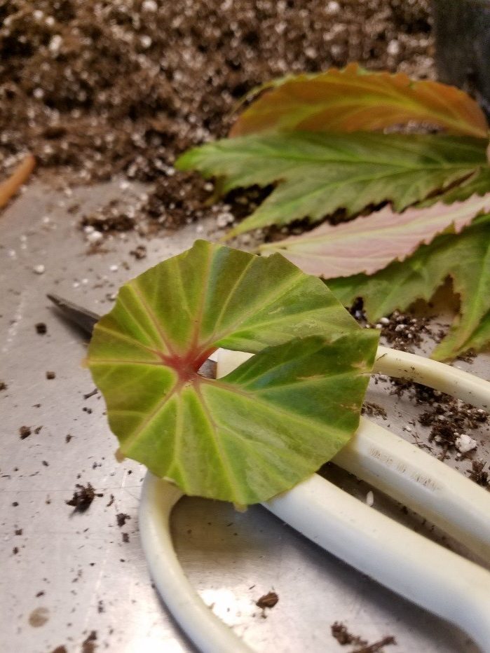 Begonia leaf propagation