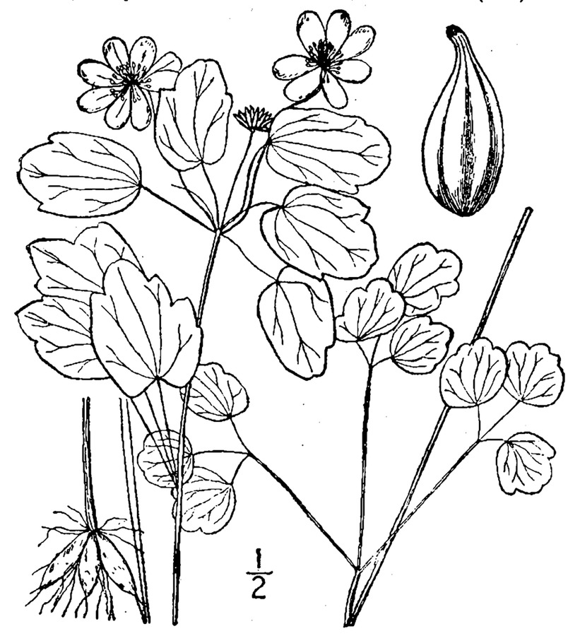 Thalictrum flavum диаграмма цветка