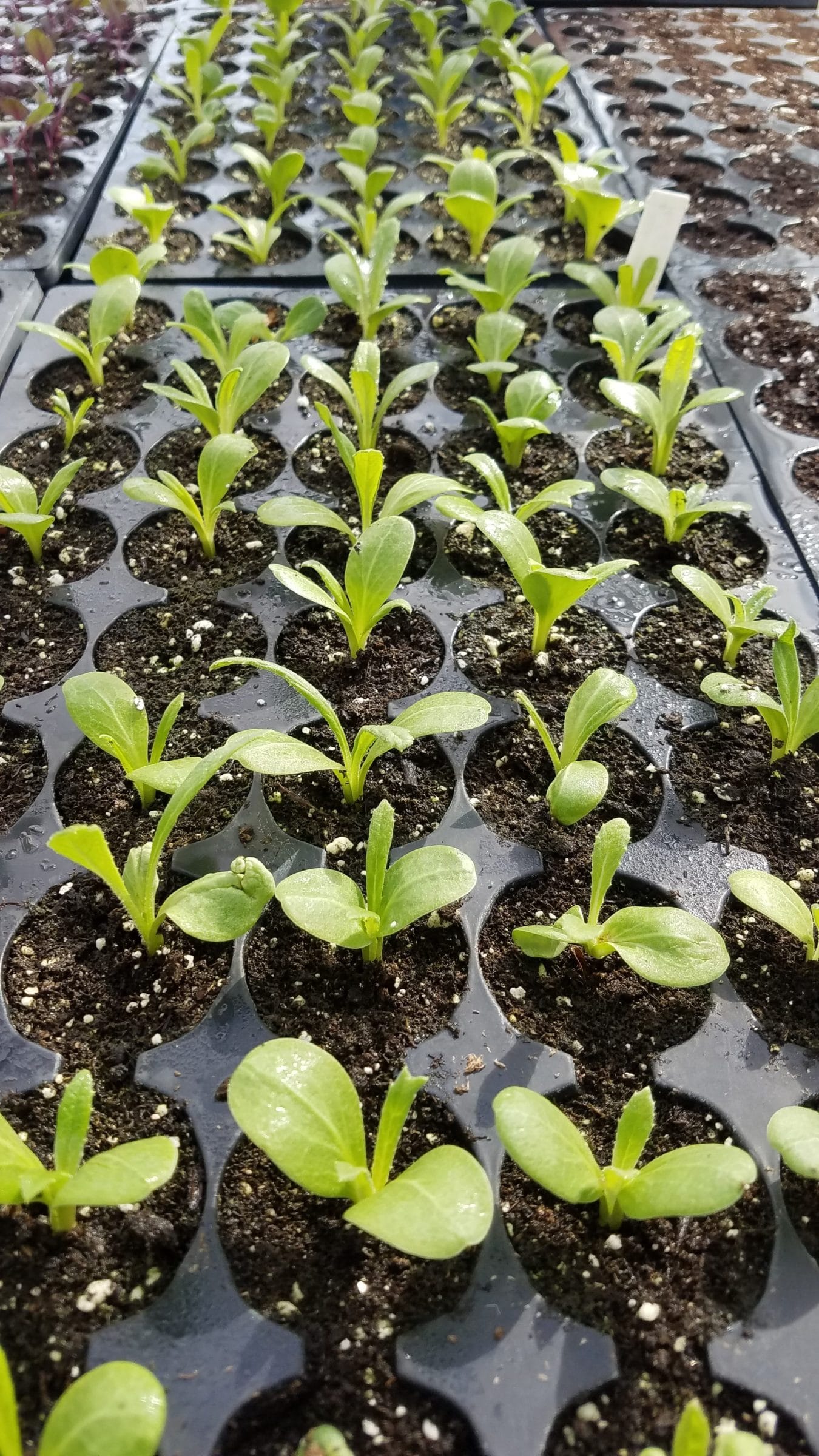 Growing Artichoke in the Kitchen Garden - Plants People Places