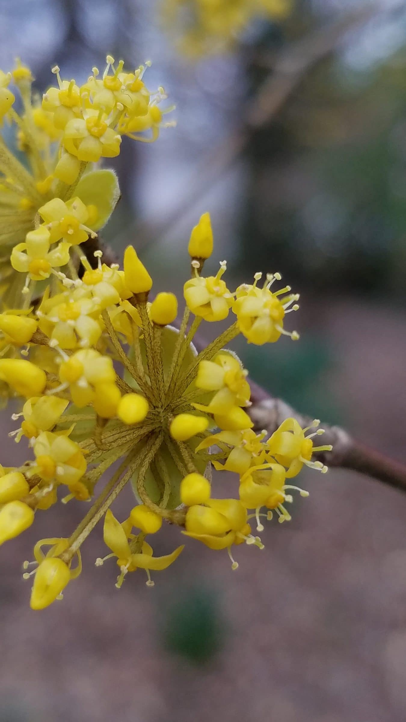 Cornelian Cherry – Cornus mas - Gardening with annuals, perennials, and ...