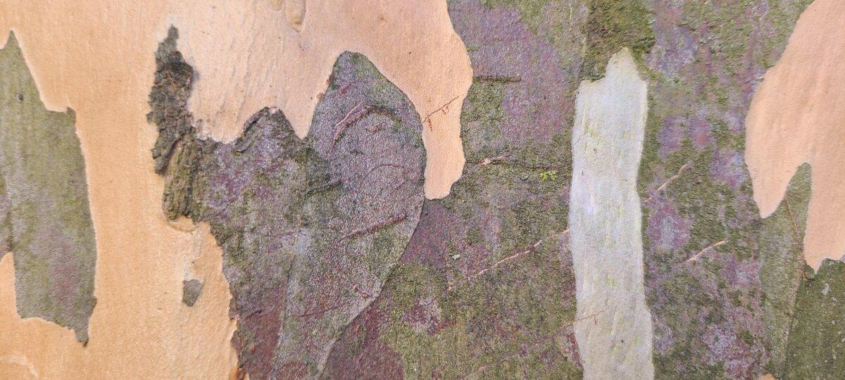 Stewartia pseudocamillia bark