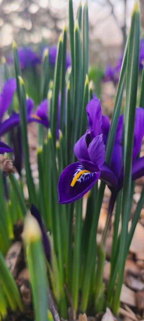 Dainty Rock Garden Iris