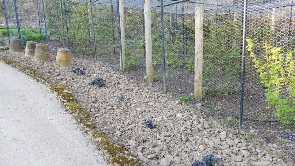 Forcing pots for sea kale at Gravetye Manor
