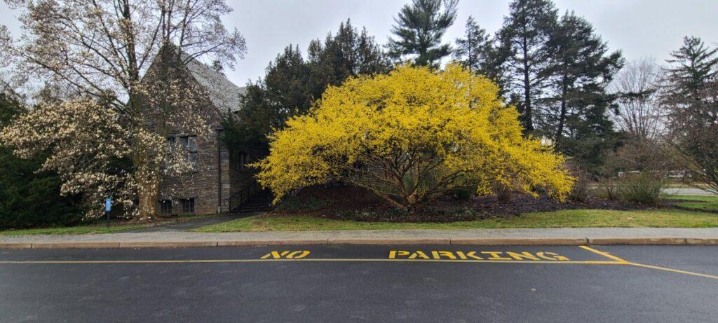 Cornus mas 'Spring Glow' at Swarthmore College