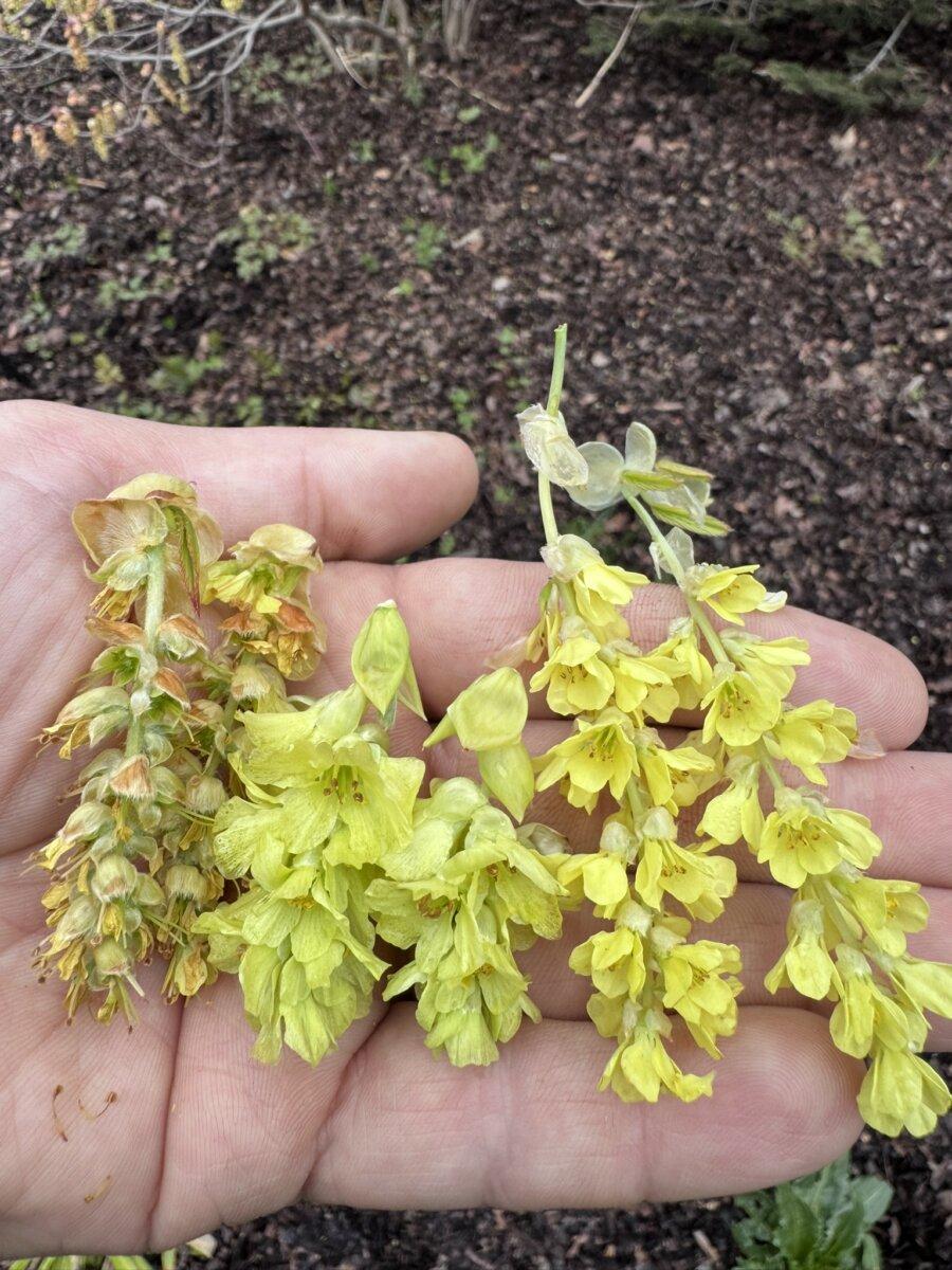 Flower comparison of Winter Hazel. Starting from left to right; Fragrant Winter Hazel, 'Longwood Chimes' Fragrant Winter Hazel, and Chinese Winter Hazel var. calvescens