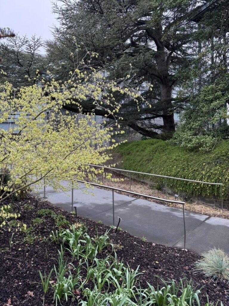 Corylopsis glabrescens 'Longwood Chimes' spring display opposite Jasminum nudiflorum.