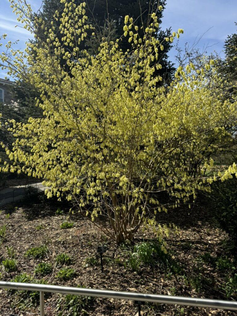 Corylopsis glabrescens 'Longwood Chimes' form and habit first week of April.