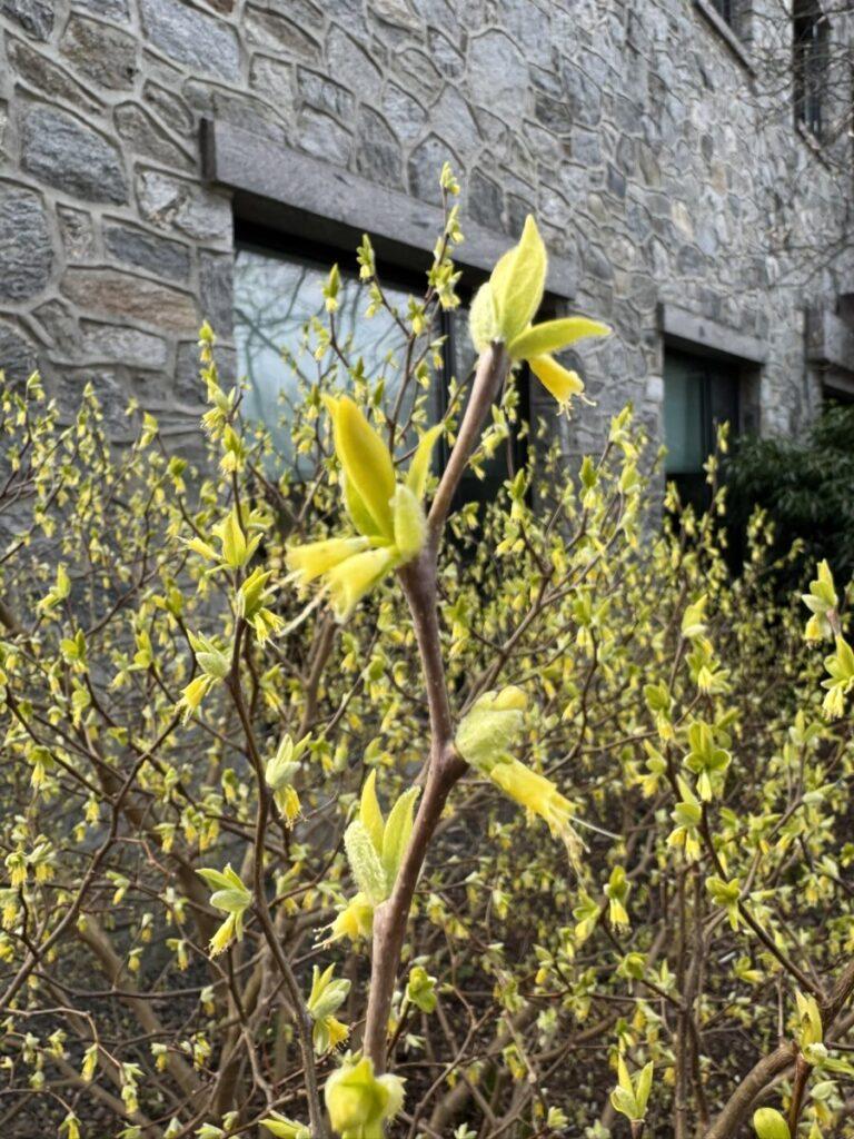 Leatherwood flower arrangement on branch