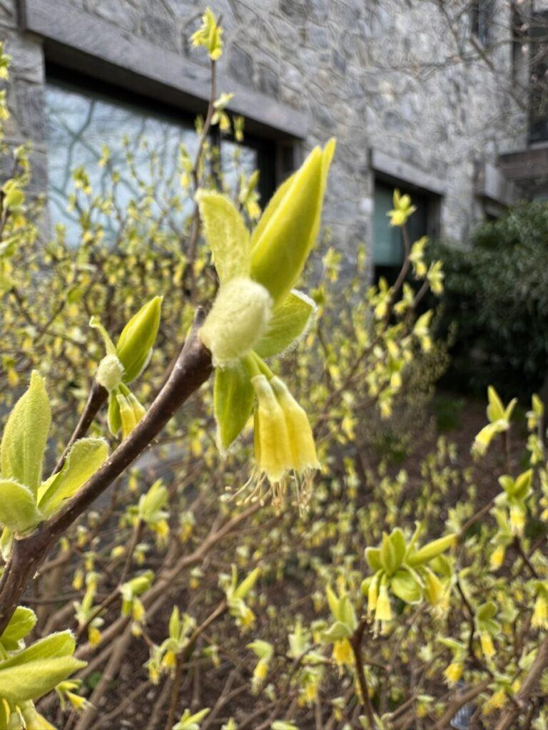 Leatherwood pendulous flower
