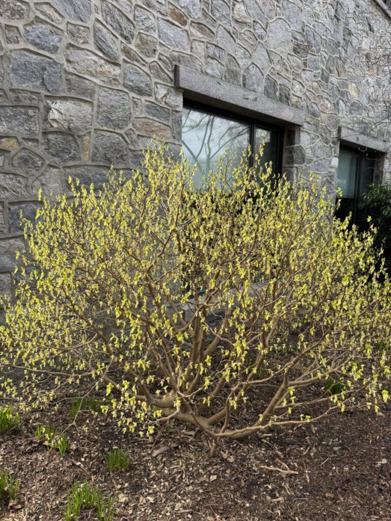 Leatherwood mature form and habit.