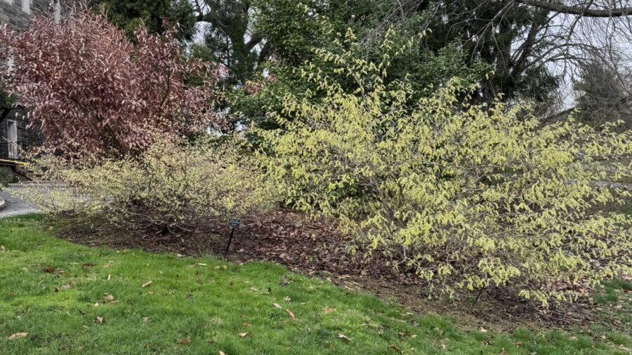 The smaller Buttercup Winter Hazel next to the Fragrant Winter Hazel.